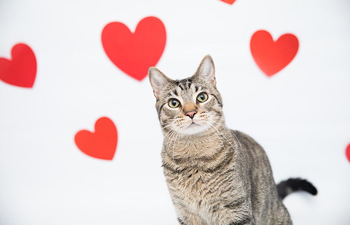 Brown tabby cat with red hearts in the background
