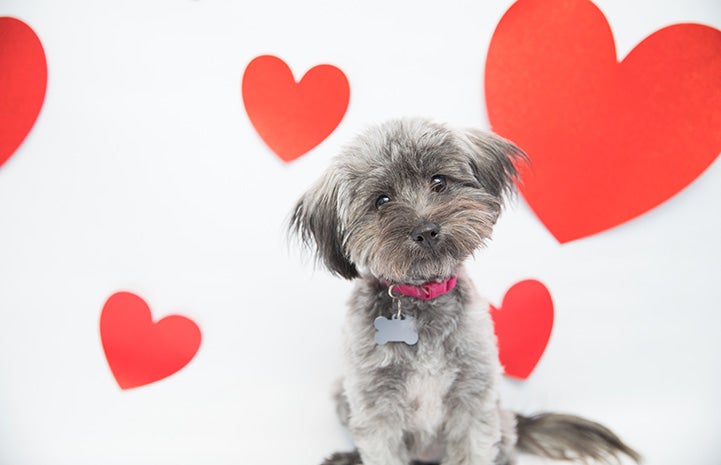 Small fluffy gray dog with red hearts in the background