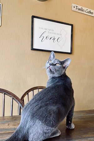 Kirby the gray cat sitting on a table under a picture on the wall that says, Home