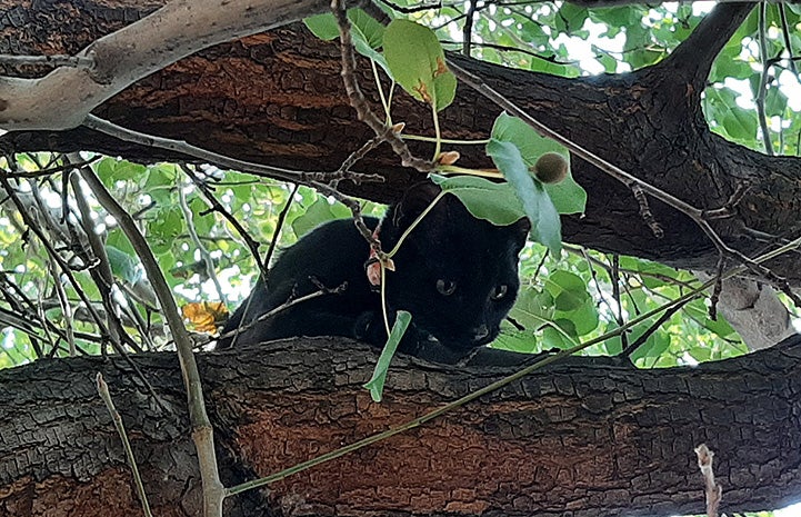 Tyrion the black kitten in a tree