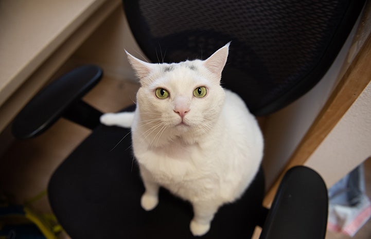 Monkey the cat sitting on an office chair
