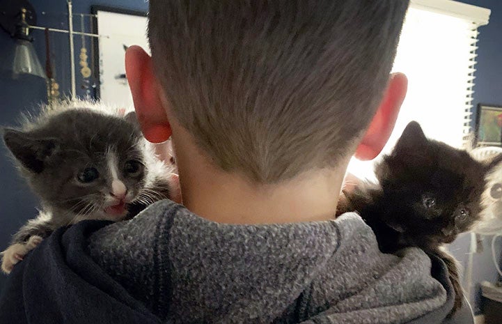The back of  Lucas Sweeney's head while he cradles two kittens on each shoulder