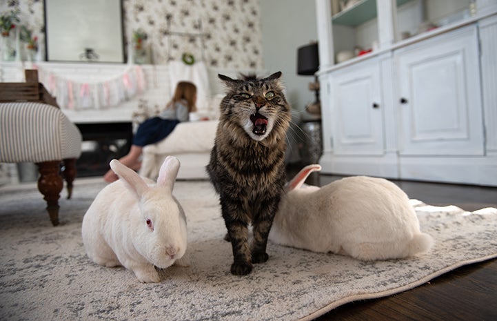 Tabby cat with mouth open next two two white rabbits, with young girl Diem behind them