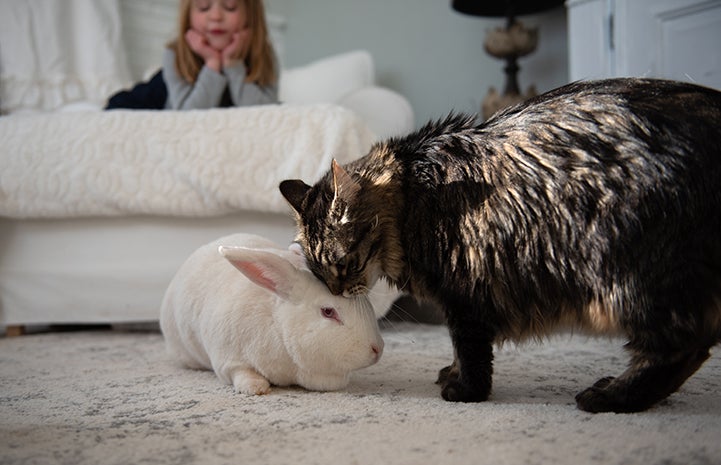 Tabby cat rubbing up against a white rabbit while young girl watches