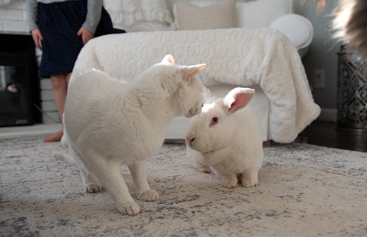White rabbit and white cat nose to nose