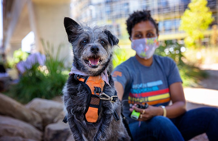 Person wearing a Best Friends foster T-shirt and mask with a fluffy gray dog