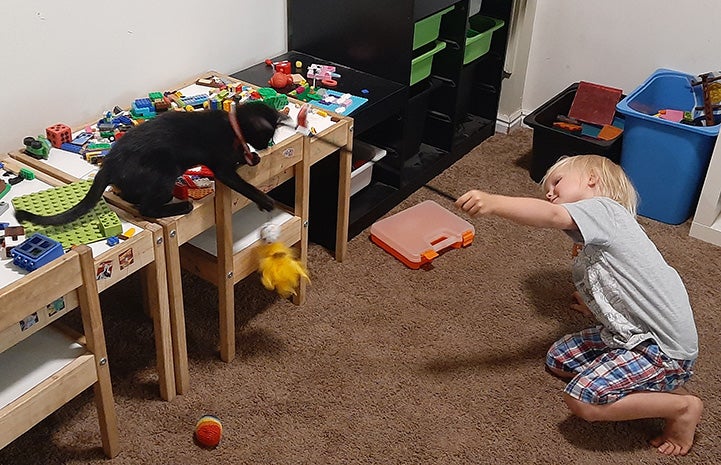 A young child playing with a wand toy with a kitten