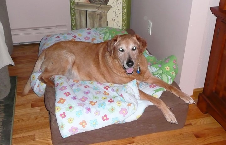 Senior dog Arby lying on a dog bed covered in some blankets