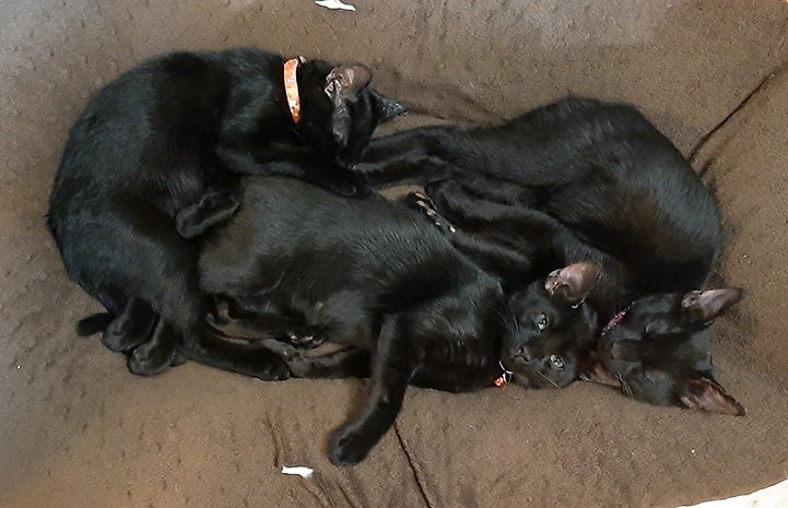 The three black kittens all lying snuggled together in a cat bed