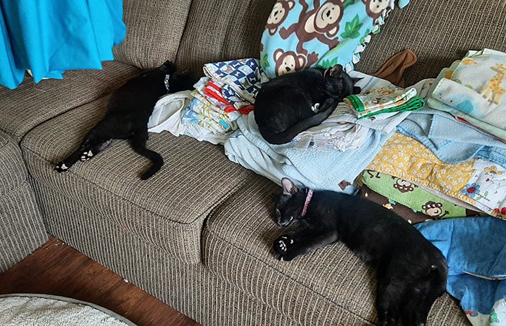 The three black kittens lying on a couch
