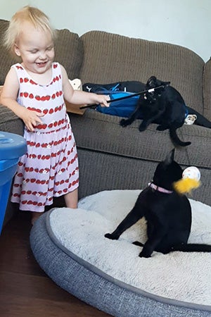 Toddler playing with two kittens with a wand toy