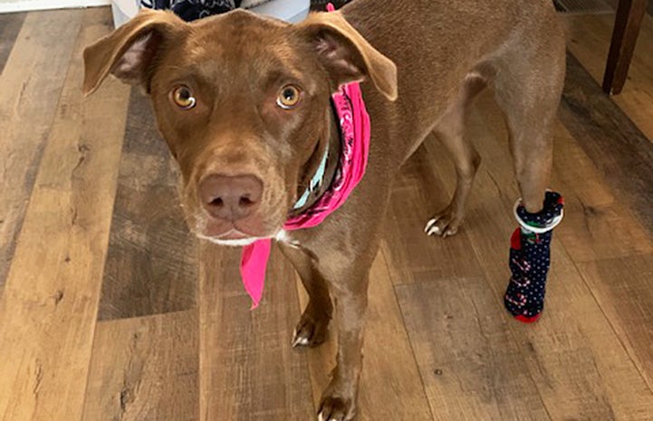 Maple the dog wearing a bandanna and a bootie
