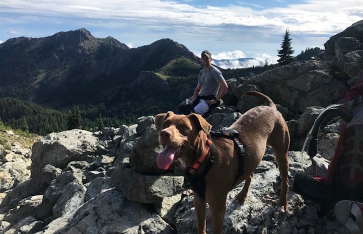 Maple the dog out on a hike with a person and mountains behind her