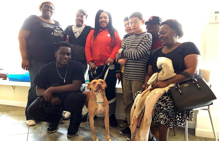 Huge family adopting a tan pit bull terrier type dog