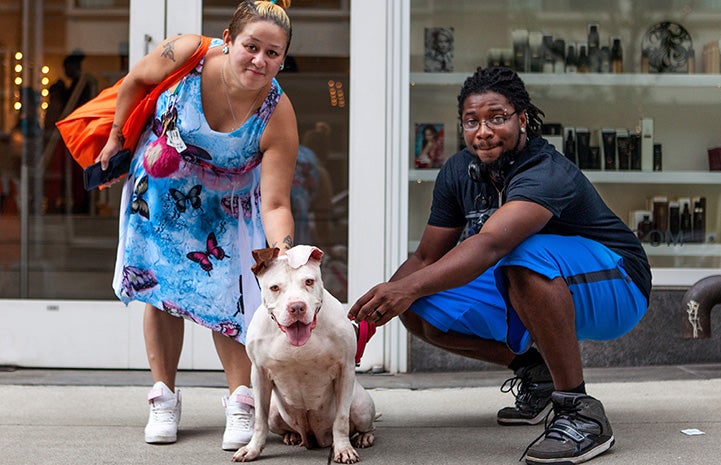 Woman and man adopting Noela the pit bull terrier