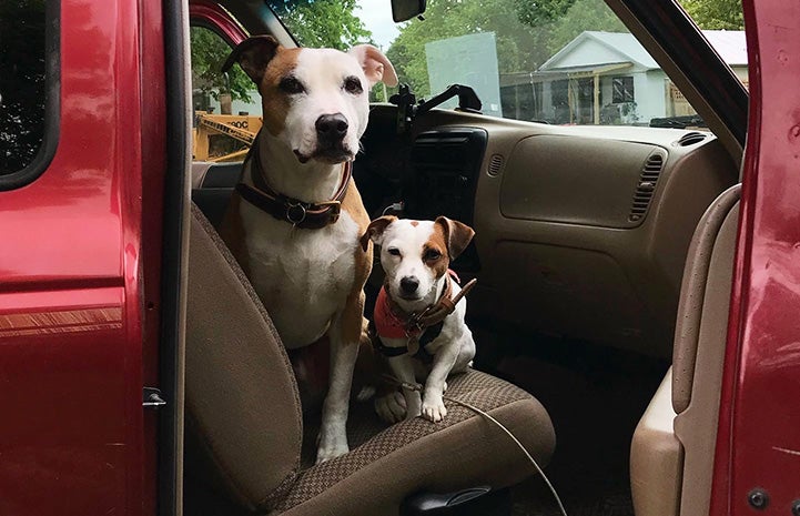 Stretch and Peanut the dogs next to each other in the passenger side of a vehicle