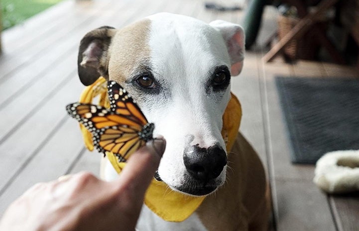 Stretch the dog with a butterfly on a person's finger
