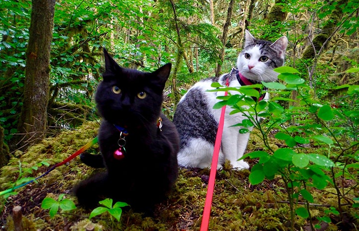 Buddah the cat with a feline friend on an adventure in the woods