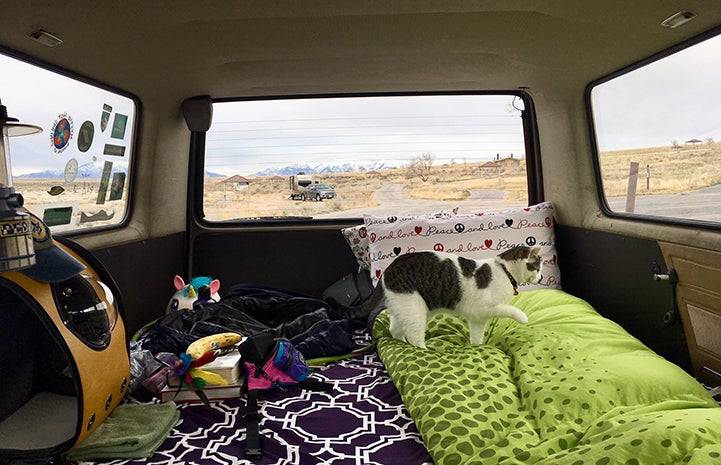 Buddha the cat in the back of a vehicle on a road trip