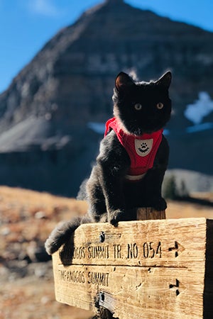 A harnessed Rafa the kitten with mountains in the background