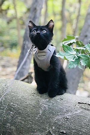 Rafa the kitten in a harness on a log out in the woods