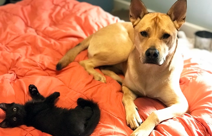 Rafa the kitten with Guru the dog lying next to one another on an orange blanket