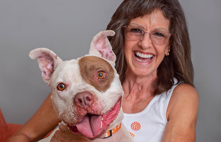 Brown and white pit bull terrier dog sitting next to a smiling woman