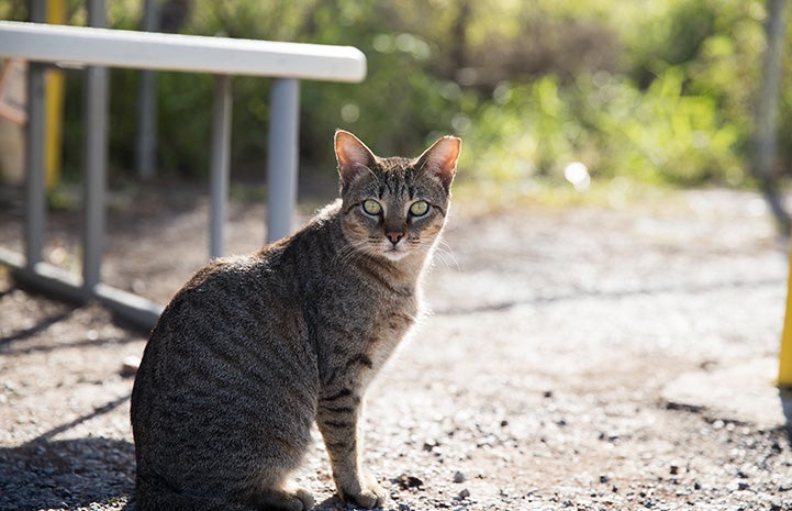 Brown tabby community cat outside with ear-tip