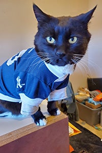 Hero the cat wearing a blue and white sports jersey