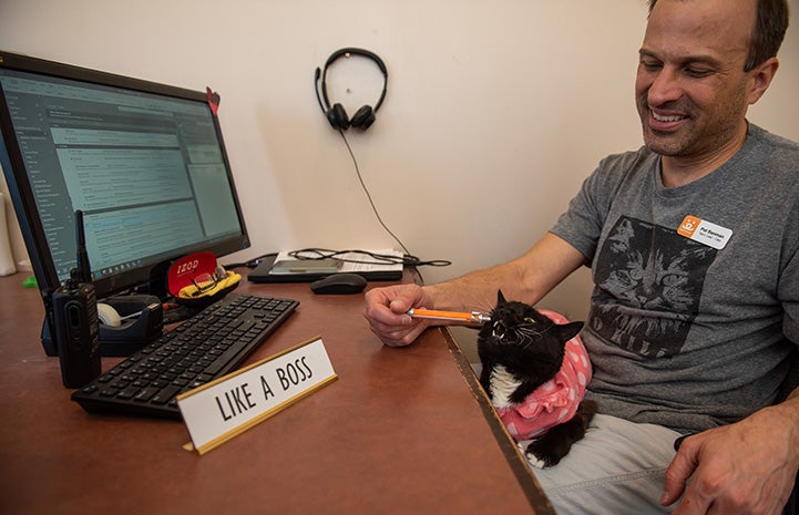 Hero the cat lying on a man's lap next to his desk and chewing on a pen