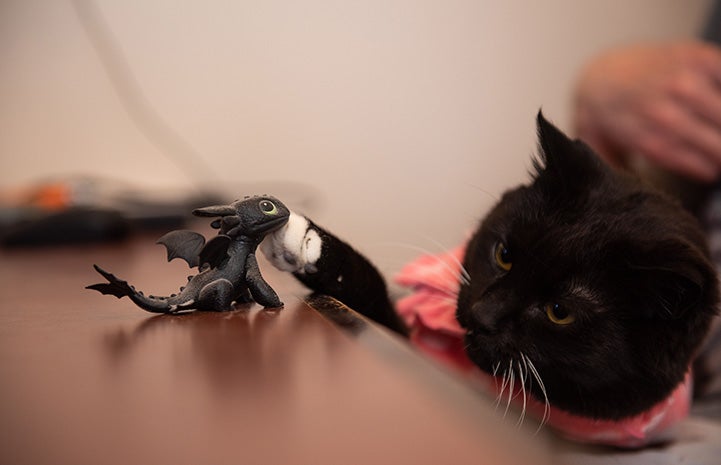 Hero the cat wearing a pink outfit pawing at a small toy dragon