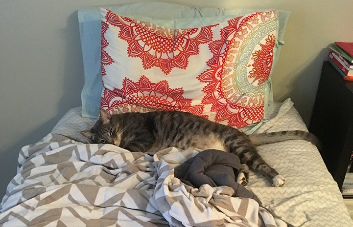 Phoenix the gray tabby cat lying on a bed