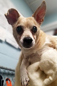 Richie the senior brown Chihuahua mix dog