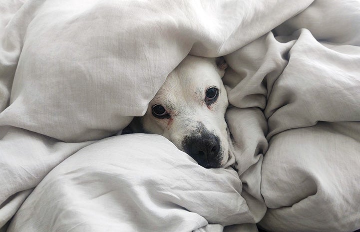 Zena the dog snuggled up under a white blanket with only her face peeking out