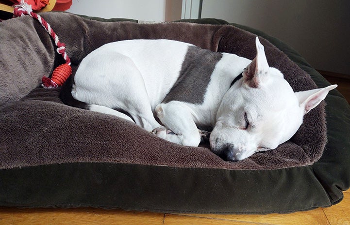 Zema the dog sleeping soundly in a doggy bed