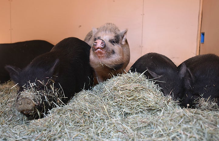 The potbellied pigs receive plenty of dehydrated fruits, fig cookies, almonds and extra salad greens