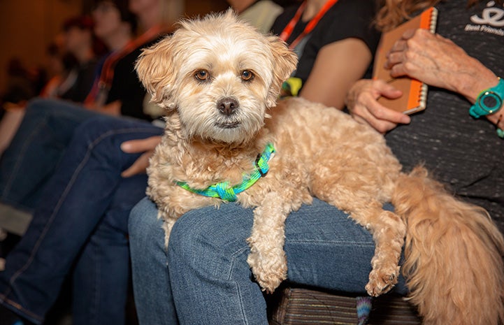 Dog in the audience at the Best Friends National Conference