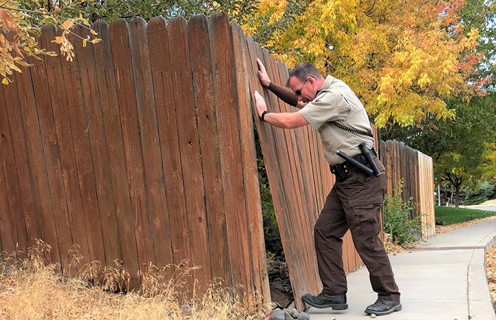 Animal control officer pushing a wooden fence so that it's upright