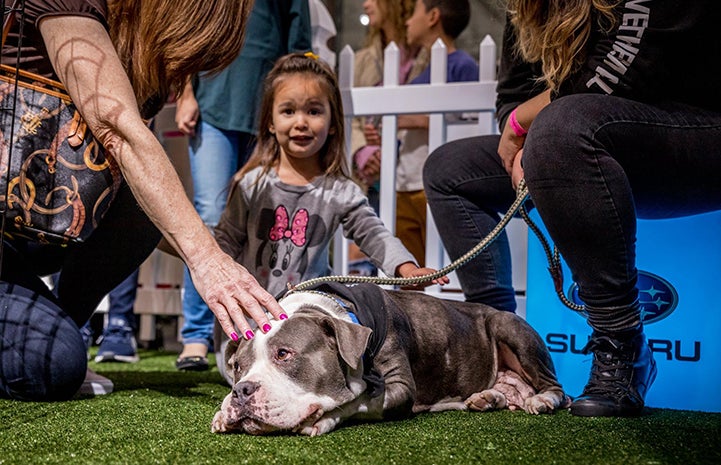 Daisy Dukes the dog at the Los Angeles auto show