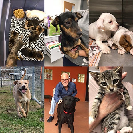 Collage of photos of animals from Harris County Animal Shelter