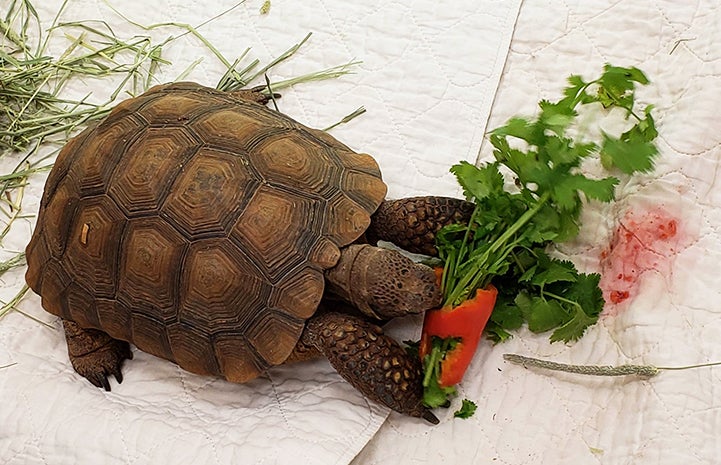 Agate the tortoise eating a pepper and cilantro
