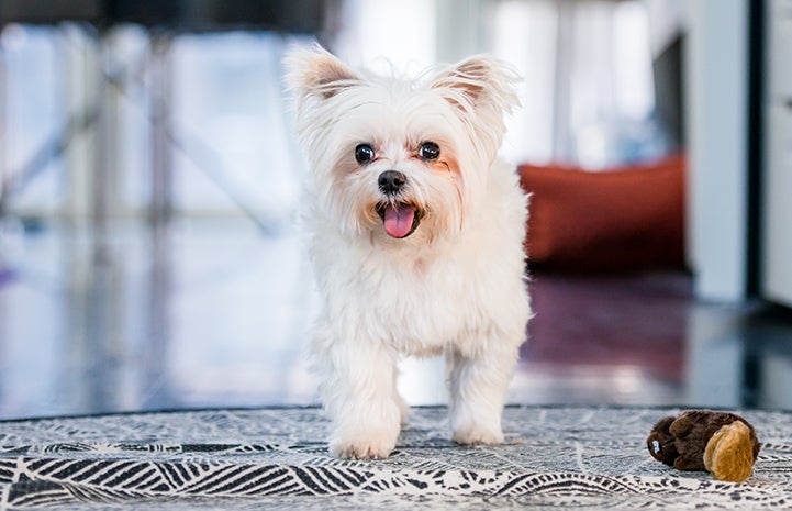 Small white Maltese-type dog with upright ears and open smiling mouth