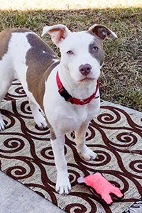 Bari a brown and white puppy on a mat standing next to a dog toy