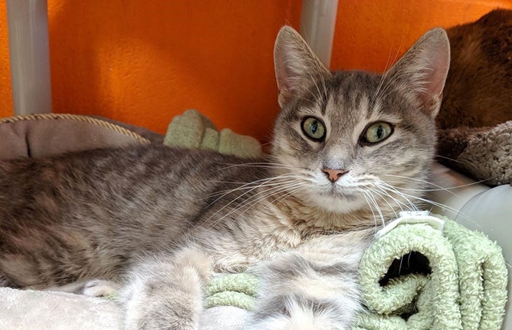 Nefertiti, a gray tabby cat, lying in a cat bed