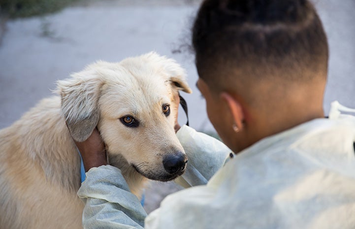 Male shelter worker wearing a protective gown petting a light tan colored dog