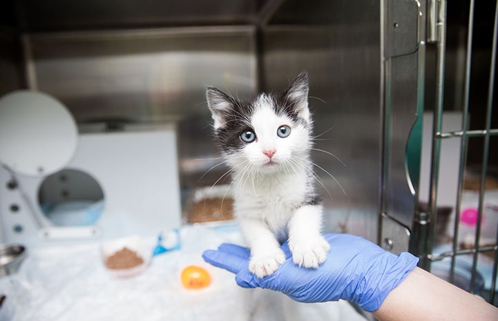 Black and white kitten in a kennel standing on a rubber gloved hand of a person
