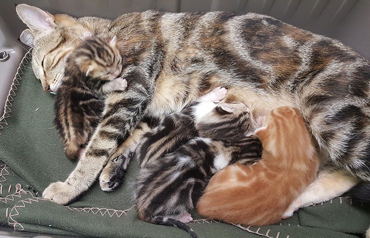 Savanna, the classic tabby cat, lying on her side nursing her little kittens