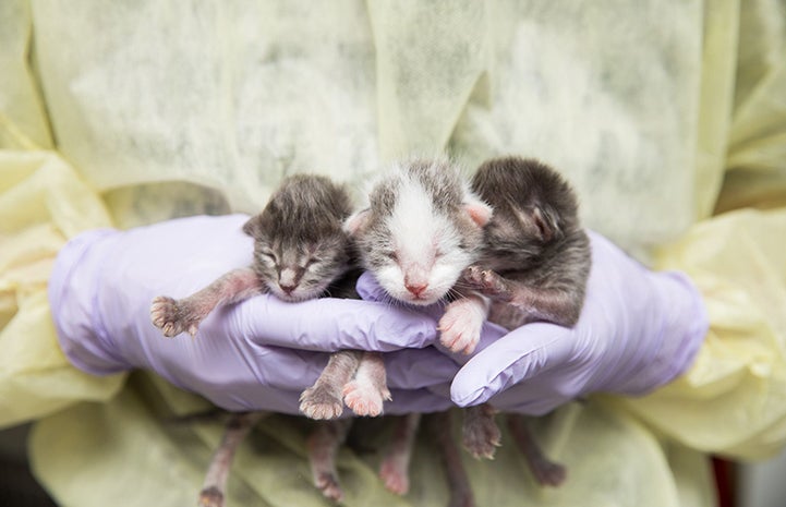 A person wearing rubber gloves and a gown holding three neonatal kittens