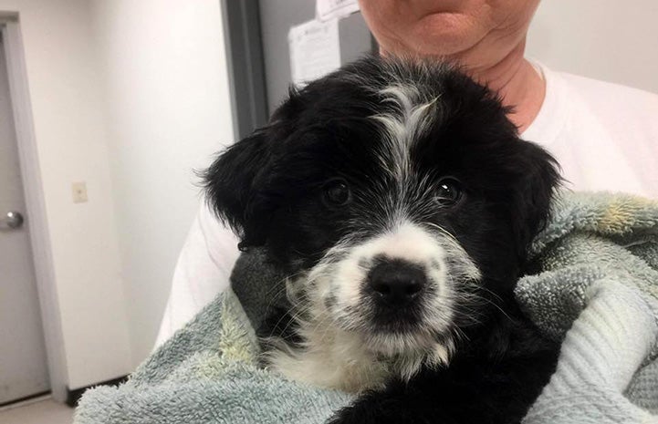 Person holding a fluffy black and white puppy in a towel