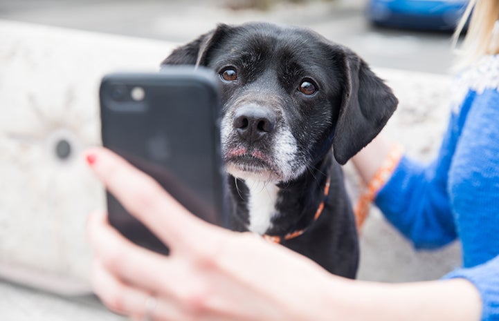 Person taking a cell phone photo of a black Labrador mix dog with a gray muzzle